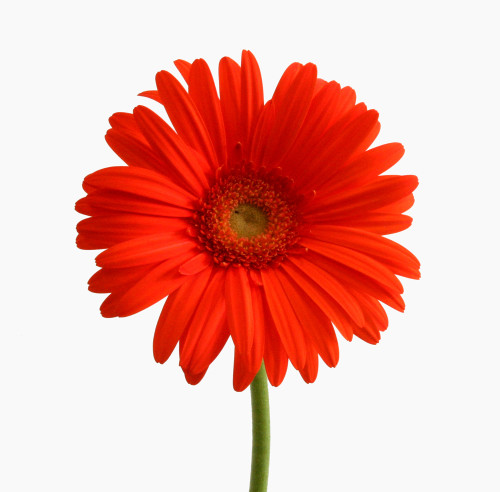 שקד by ruth - Illustrated by ר. שמש - Ourboox.com