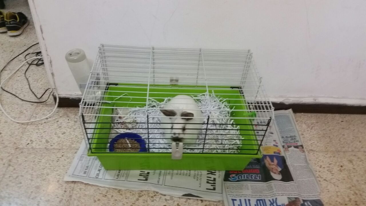 קצפת חיית המחמד שלי by Shalev - Illustrated by קצפת חיית המחמד שלי - Ourboox.com