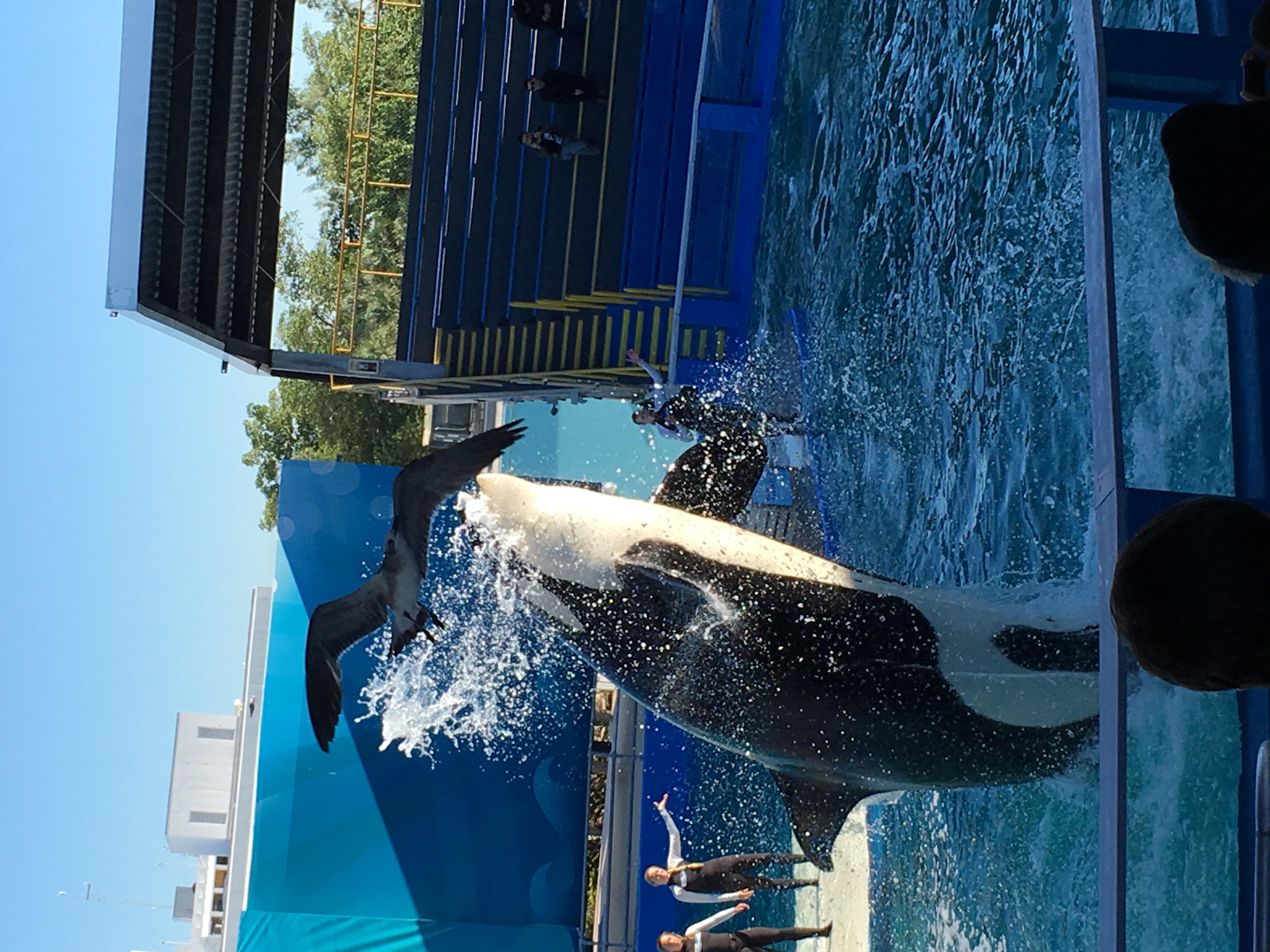 the great trip by Penina Yeshurun - Ourboox.com