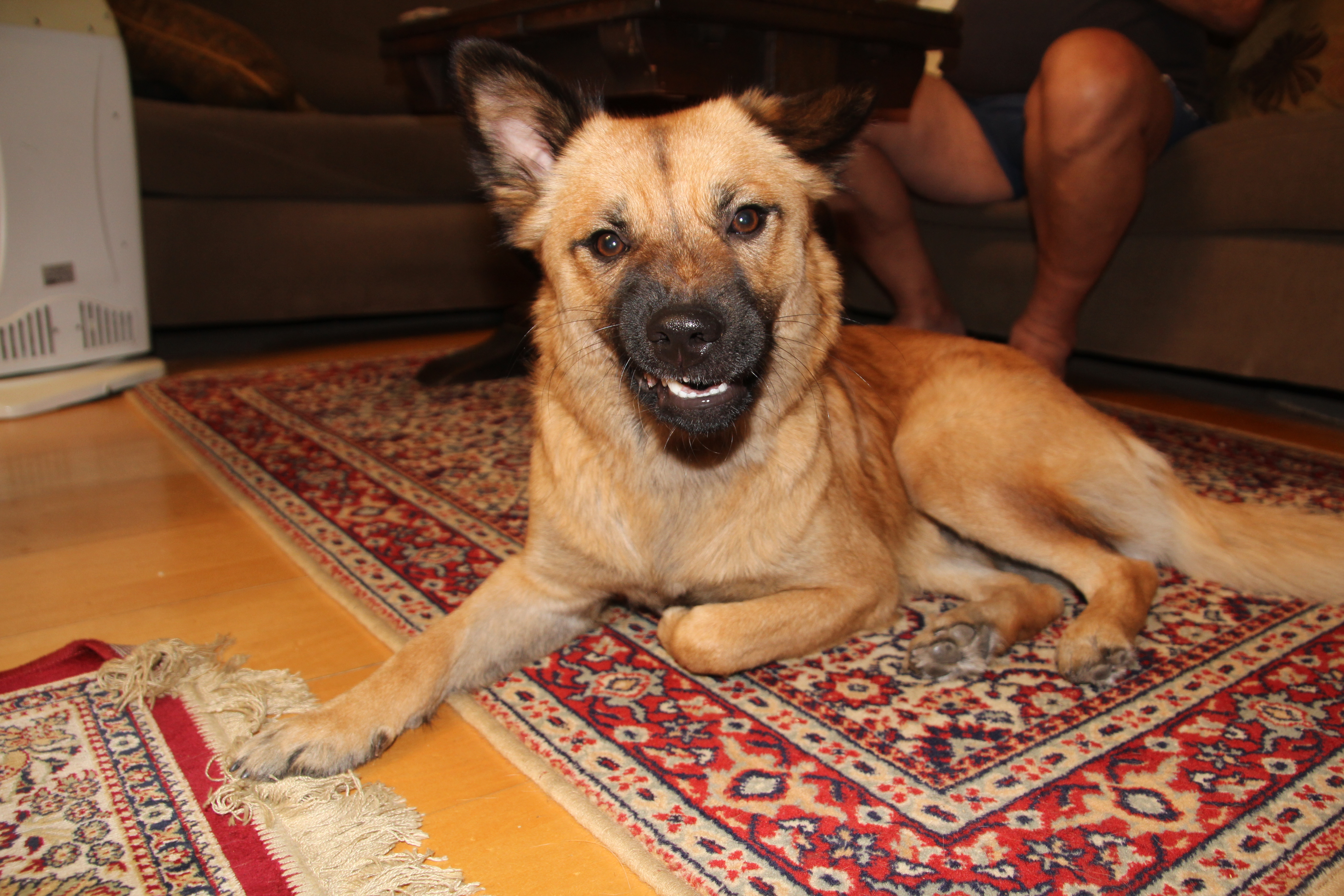 הספר הראשון שלי by shir shlomi - Ourboox.com