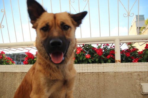 הספר הראשון שלי by shir shlomi - Ourboox.com