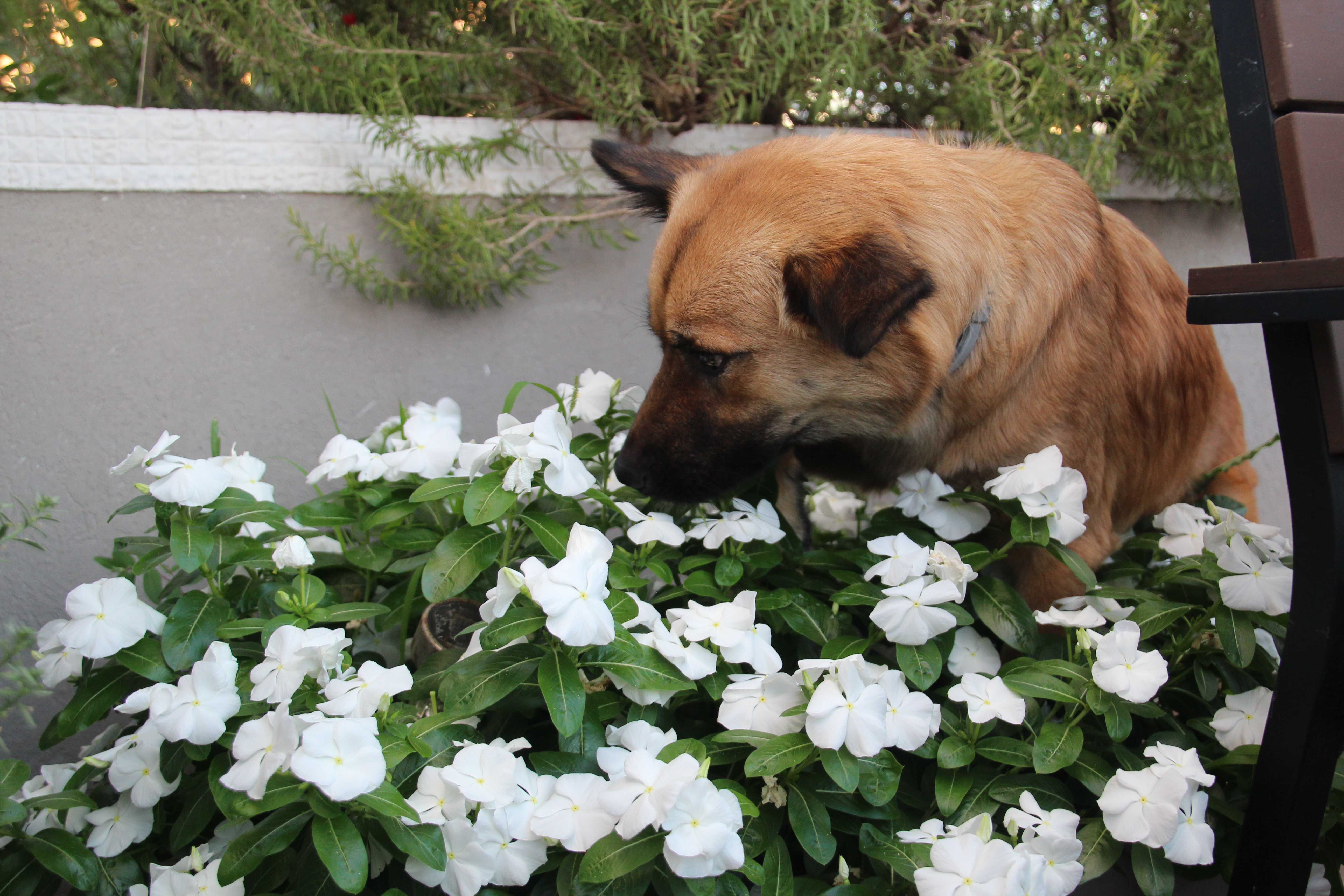 הספר הראשון שלי by shir shlomi - Ourboox.com