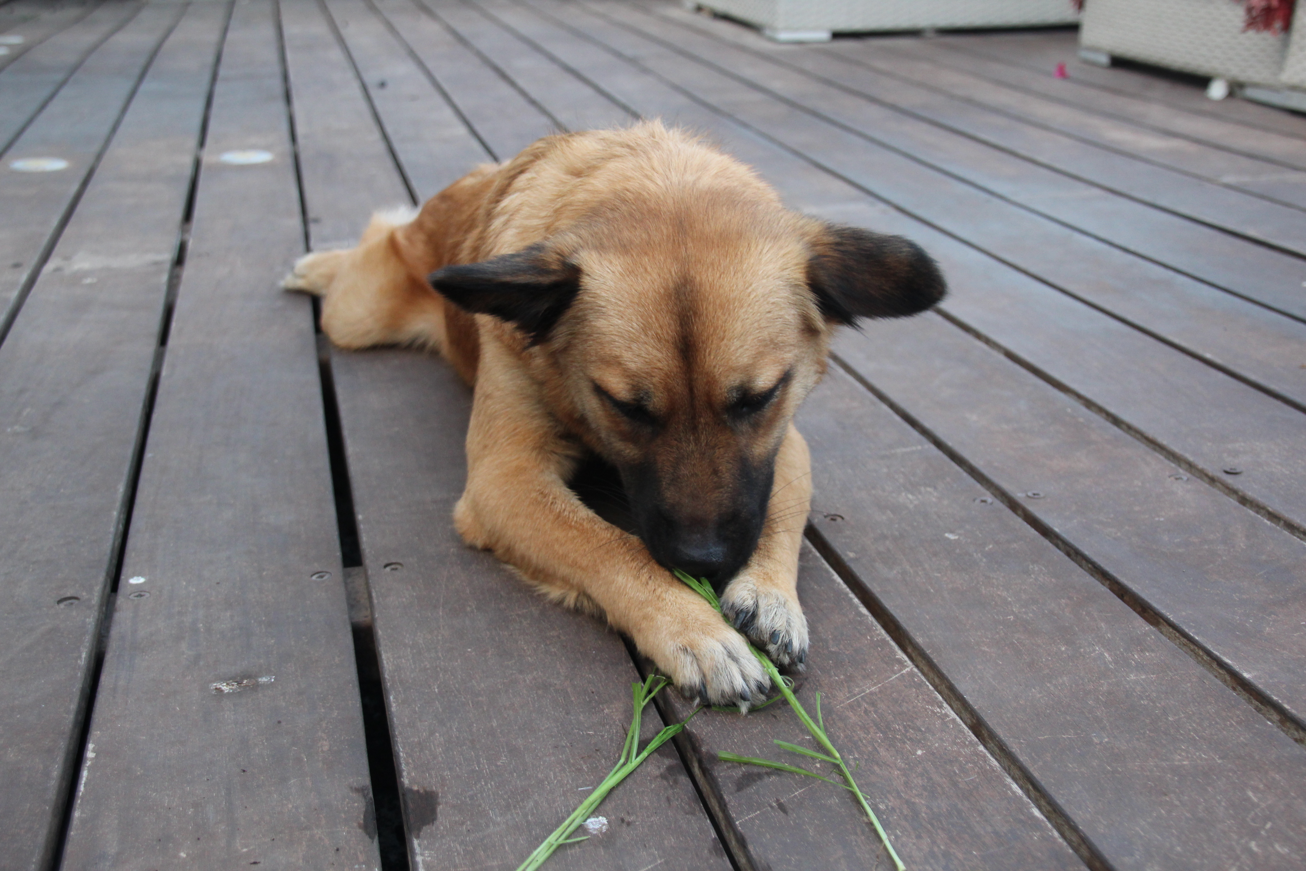 הספר הראשון שלי by shir shlomi - Ourboox.com