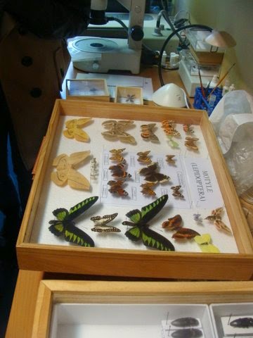 niepylak apollo by Karol Kowalski - Ourboox.com