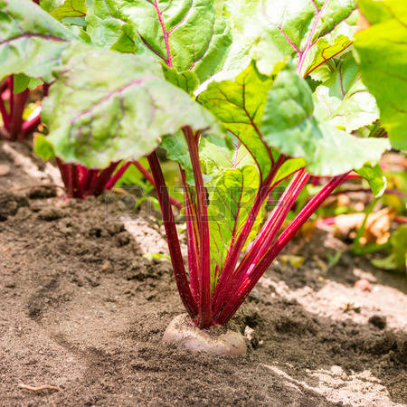 A day in the vegetable garden by Loreta - Illustrated by the internet - Ourboox.com