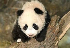 פנדה by diana - Ourboox.com