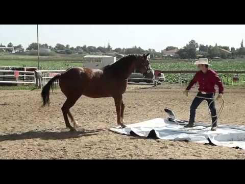 אילן רוזנברג by רועי ויוני - Illustrated by רועי ויוני - Ourboox.com