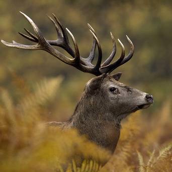 Ireland by Terje - Ourboox.com