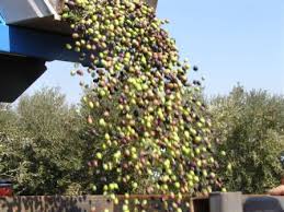 ALBOM by HODAYA - Ourboox.com