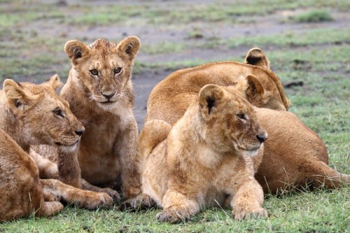 יונתן הקטן by yifat ganon - Ourboox.com