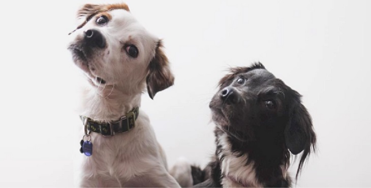 כלב-חברו הטוב של האדם by daniella fux - Illustrated by דניאלה פוקס - Ourboox.com