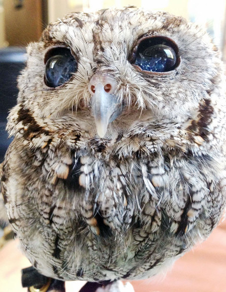 My Favorite Things by David Giber - Ourboox.com