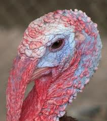 שקד by ruth - Illustrated by ר. שמש - Ourboox.com