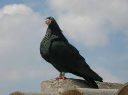 THE BLACK OF DE GALICIAN by Hector - Ourboox.com