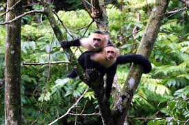 Vegetta777, the banana. by Potato - Ourboox.com