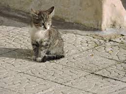 HUSKY, CAT AND PARROT by OLivia - Ourboox.com