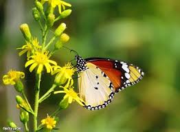 “עונות השנה” by DIKLA GUETA - Ourboox.com