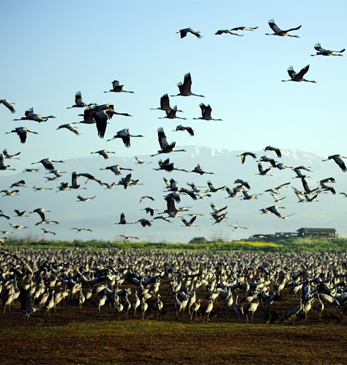 עבודת חקר- אגמון החולה by noga naftali - Illustrated by שירה דבורצ
