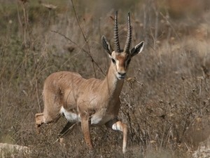 חיות בר וחיות מבוייתות by eti devir - Ourboox.com