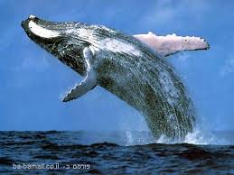 ליוויתנים by Tal Motola - Ourboox.com