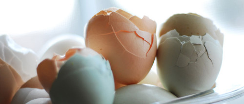 קליפות ביצים- עבודת חקר במדעים by maayan shalit - Illustrated by מעין שליט, שירה רימון, נועה אורזל ושלי קולאגין - Ourboox.com