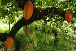 Chocolate-Guy and Yuval 6/1 by guy yankelov - Ourboox.com