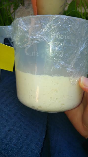 עבודת חקר במדעים – שמרים by hadarbarlev - Ourboox.com