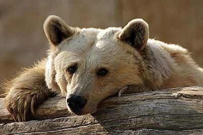 משימה בתנ”ך by reut - Ourboox.com