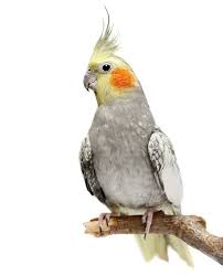 יאנקו מן העיר התחתית by omer - Illustrated by עמית סמדר ועומר קרטר - Ourboox.com