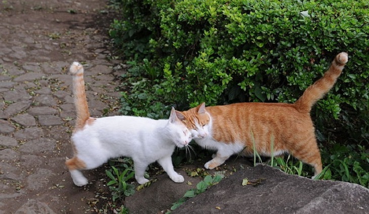 החתול השובב by vika - Ourboox.com