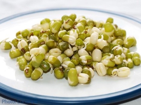 עבודת חקר – והנבטת קטניות by Amit Haberfeld - Ourboox.com