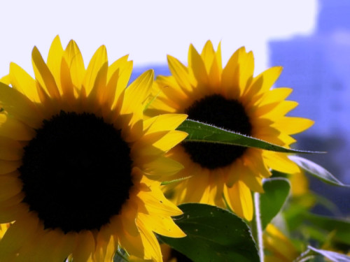 משפחת סמרקנדי♥ by moran samarkandi - Ourboox.com