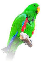 יאנקו מן העיר התחתית by gad - Ourboox.com