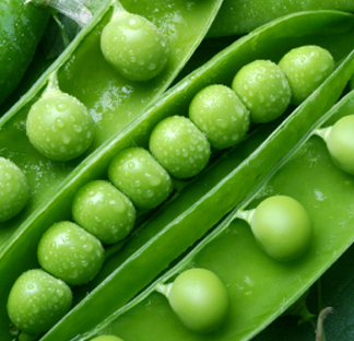 עבודת חקר – והנבטת קטניות by Amit Haberfeld - Ourboox.com