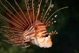 עבודה בצרפתית by Yuval Lugassi - Ourboox.com