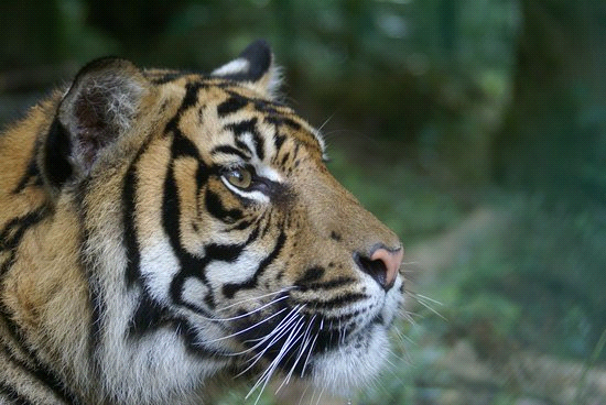 עבודה בצרפתית by shir netzer - Ourboox.com