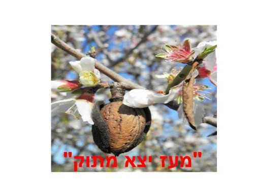 ממר יצא מתוק לקוח מפעילות לט”ו בשבט אתר למדע by batya katz - Ourboox.com