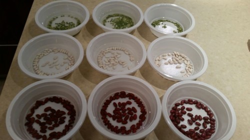 עבודת חקר – והנבטת קטניות by Amit Haberfeld - Ourboox.com