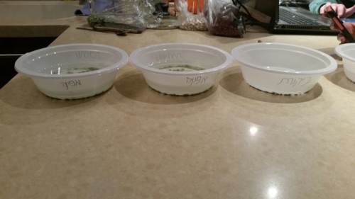 עבודת חקר – והנבטת קטניות by Amit Haberfeld - Ourboox.com