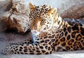 The zoo by alonalfasi - Ourboox.com