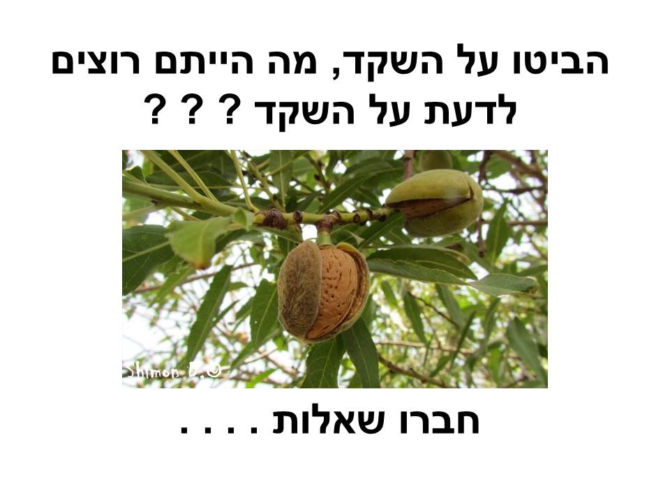 ממר יצא מתוק לקוח מפעילות לט”ו בשבט אתר למדע by batya katz - Ourboox.com