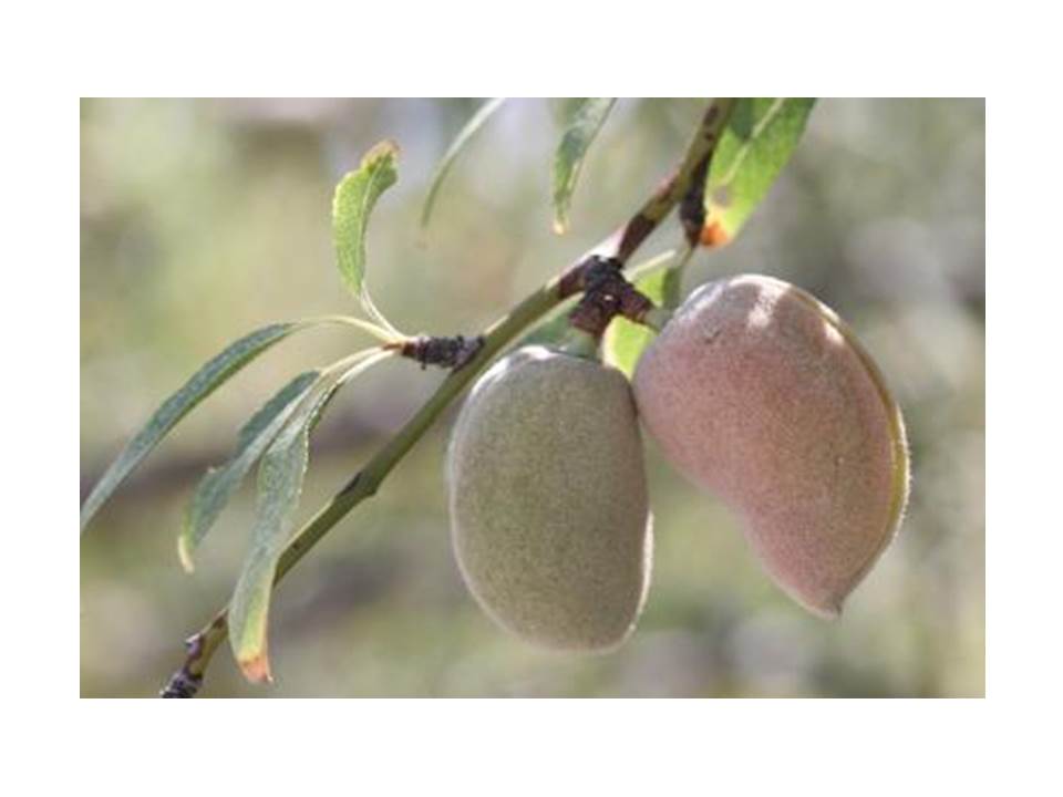 ממר יצא מתוק לקוח מפעילות לט”ו בשבט אתר למדע by batya katz - Ourboox.com