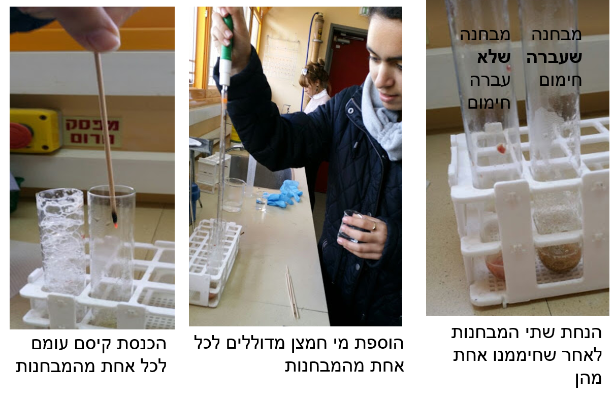 עבודת חקר by shir - Illustrated by שיר מרדכי, ירדן שמע ונטע שפר ט4 - Ourboox.com