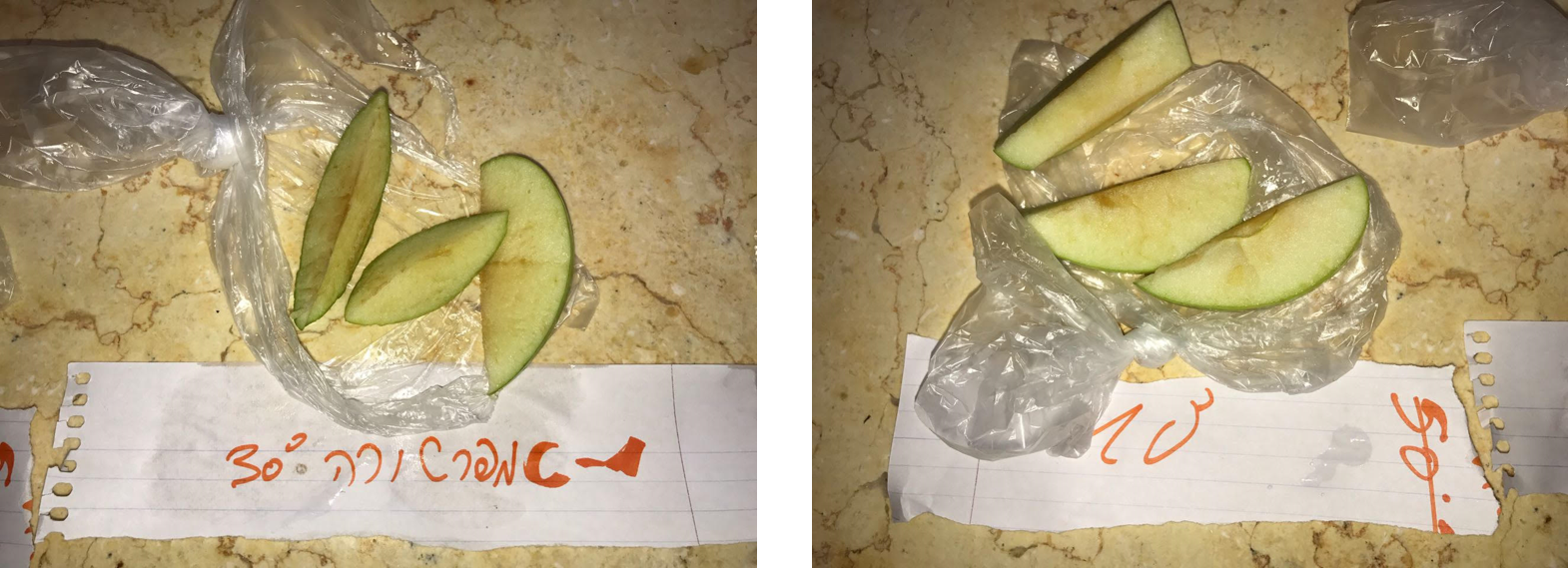 עבודת חקר by inbarshelhav - Ourboox.com