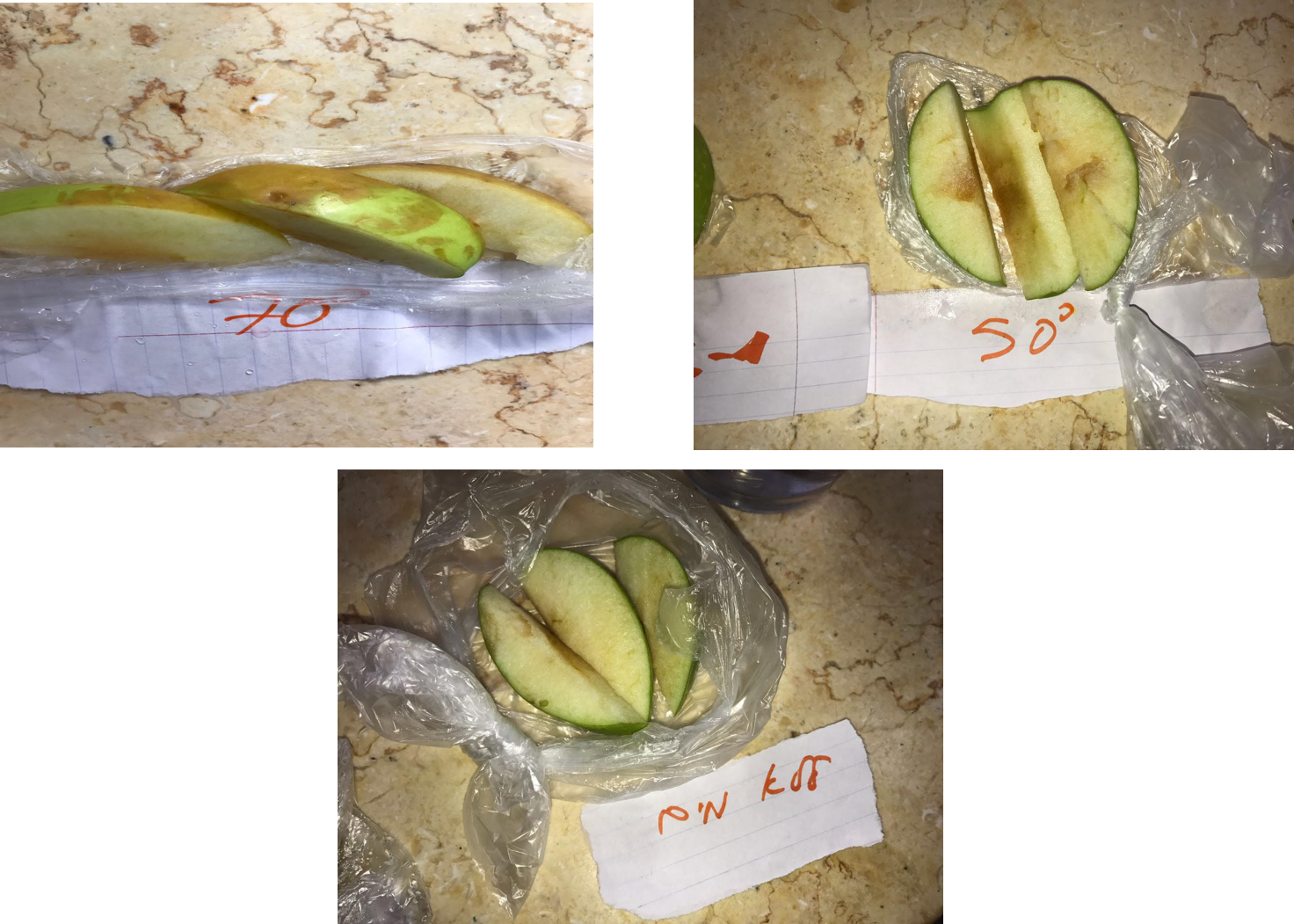 עבודת חקר by inbarshelhav - Ourboox.com