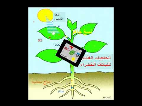 أثر الضوء على نمو بذور العدس by فريق عمل الصف الخامس أ - Illustrated by فريق طلاب الصف الخامس أ  بشار احمد نخال                   صلاح صلاح الدين                   عزمي رياض شاكر                   هادي حاتم ابو صبيح - Ourboox.com