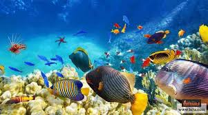 الحيوانات البحرية by shoroq - Illustrated by shoroq ajlouni - Ourboox.com