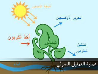 أثر الضوء على نمو بذور العدس by فريق عمل الصف الخامس أ - Illustrated by فريق طلاب الصف الخامس أ  بشار احمد نخال                   صلاح صلاح الدين                   عزمي رياض شاكر                   هادي حاتم ابو صبيح - Ourboox.com