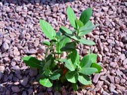 النباتات البريه by shahd jamal - Illustrated by خليل السكاكيني  - Ourboox.com