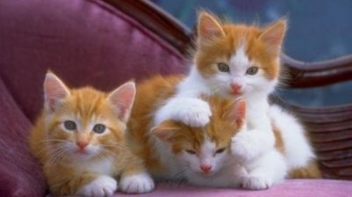 الحيوانات الاليفة by Noor Reeshq - Ourboox.com